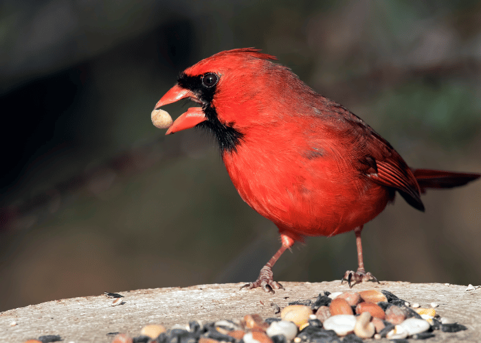 Cardinals is enjoying a meal of fresh nuts.