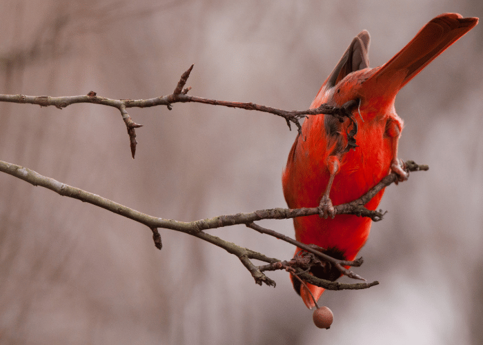 Cardinals is enjoying a meal of fresh fruits.