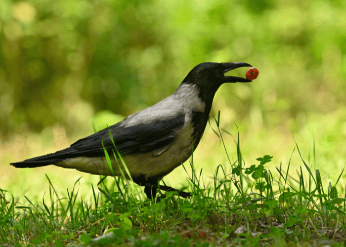 The crow eagerly pecked at the ripe fruit.