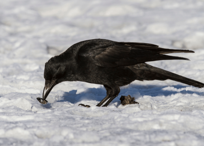 With its beak, the crow deftly snatched an insect.
