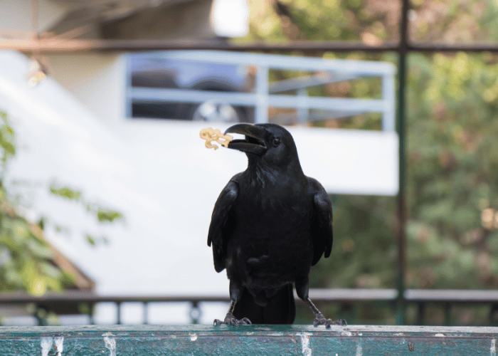 With its beak, the crow captures a snack.