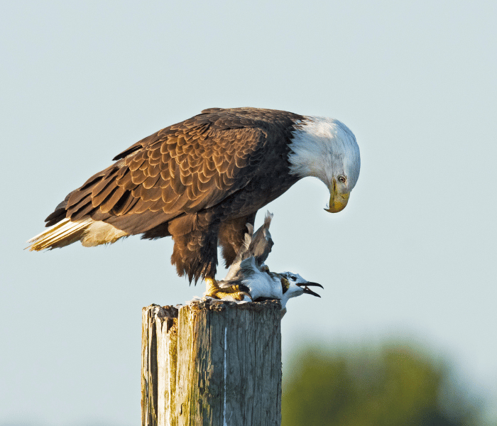 The eagle hunts and feeds on small birds.
