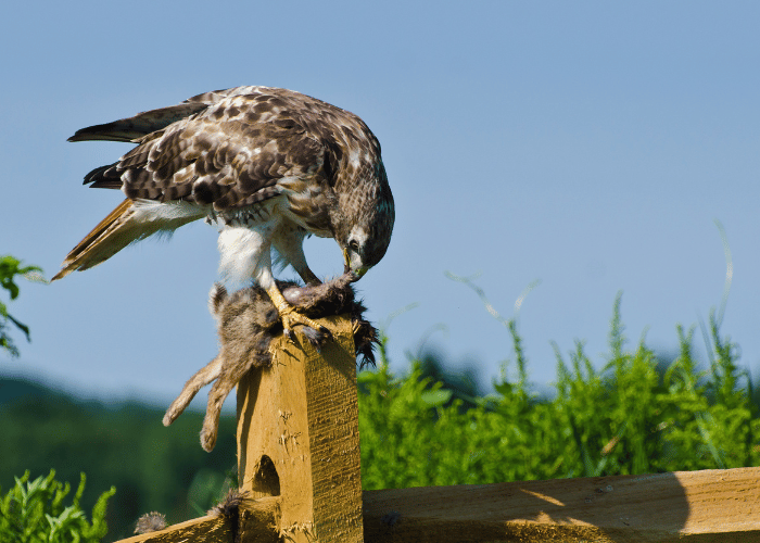 The hawk feasts on a rabbit.