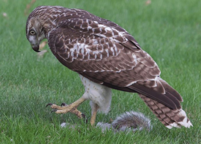 The hawk enjoys a squirrel.