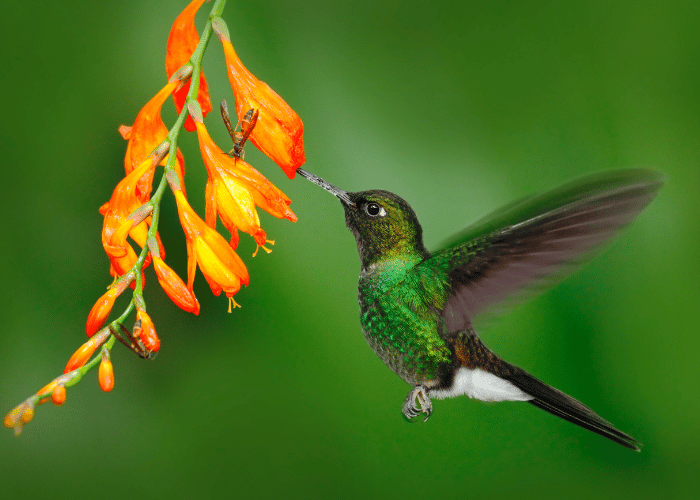 hummingbirds feed on flower nectar.