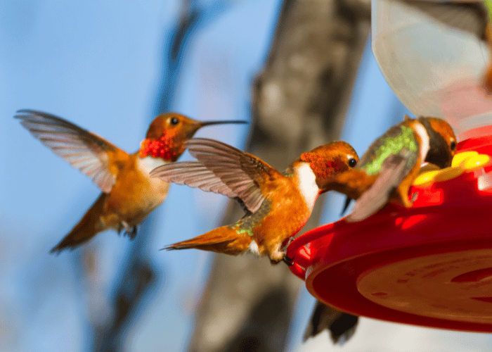 Hummingbirds are attracted to brightly colored feeders.
