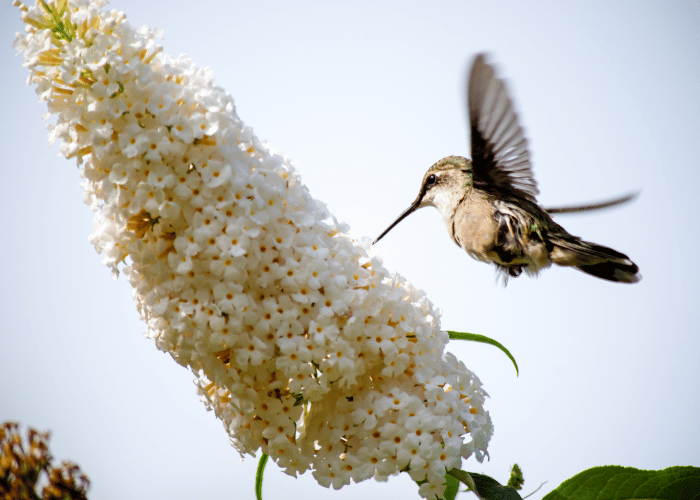 Nectar is an essential part of a hummingbird's diet.