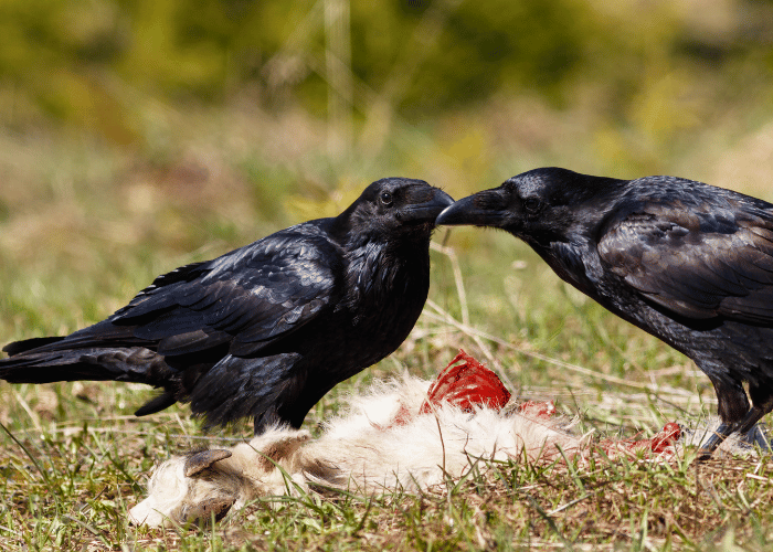 Hungry ravens gathered around the feast.