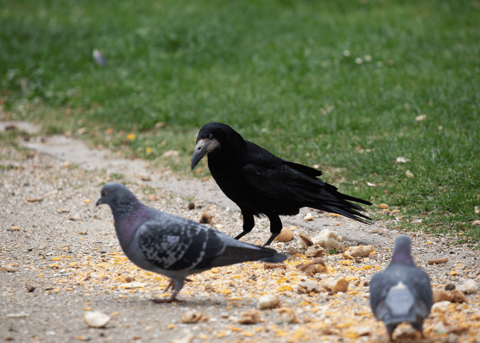 The hungry ravens pecked at the bread crumbs scattered on the ground.