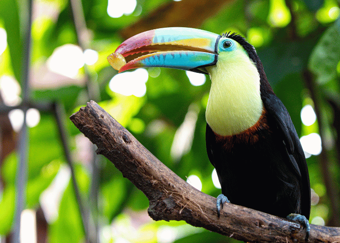 The toucan eagerly devours the ripe fruit.