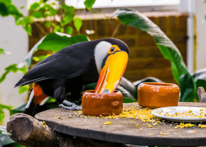 Toucans feast on a variety of nuts.