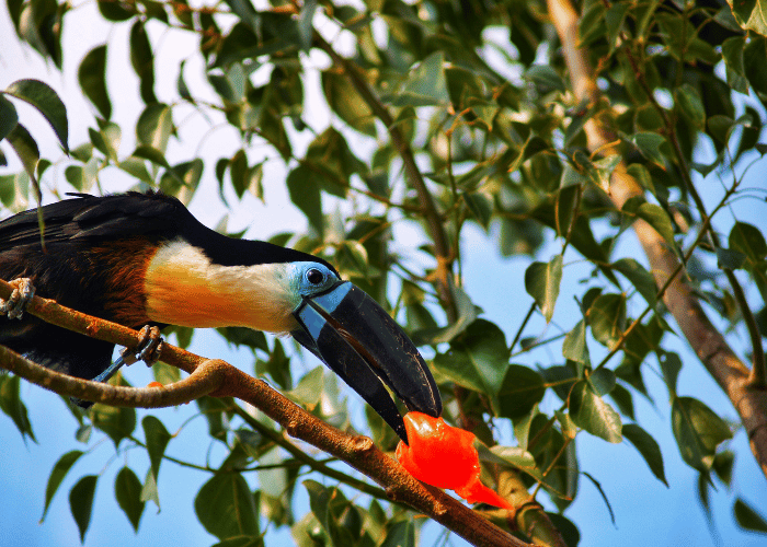 The toucan savors the sweetness of the fruit in its beak.
