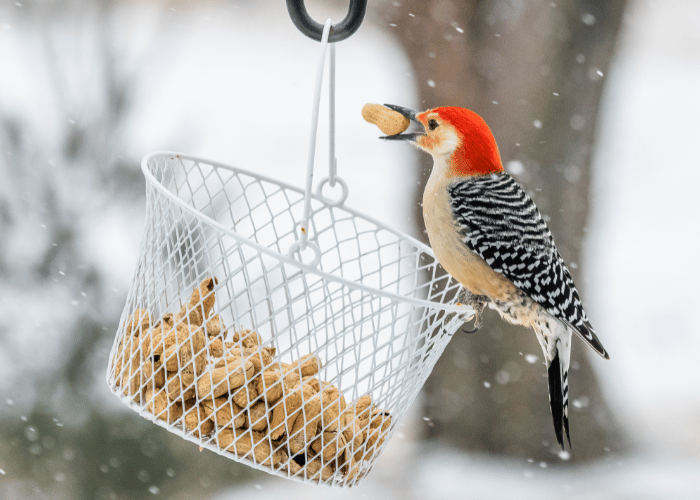 The woodpecker is feasting on nuts.