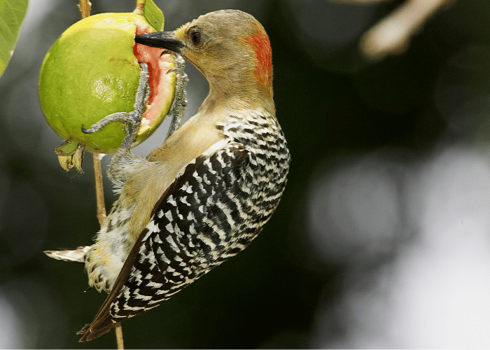 The woodpecker is enjoying a feast of guava.