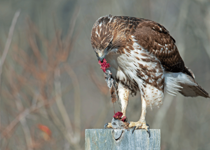 A hawk eats small mammals.