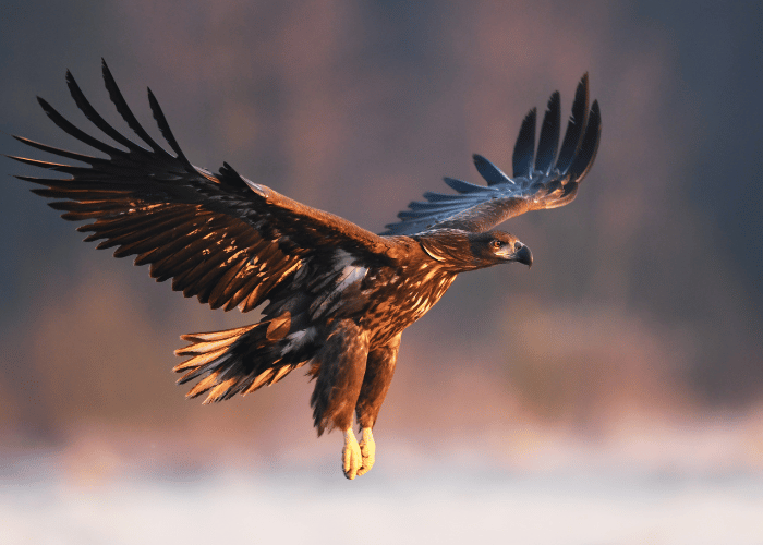 The eagle soars through the sky.