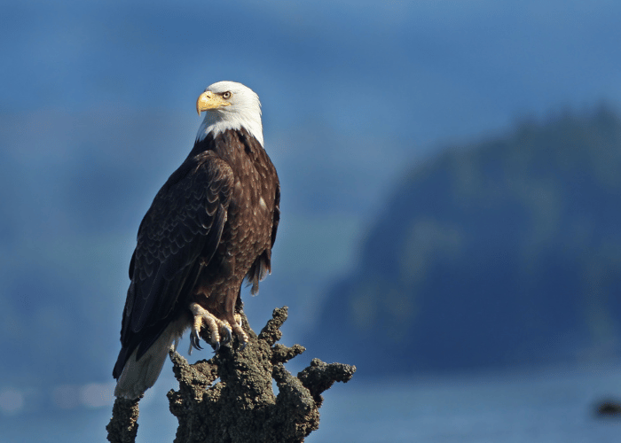 The majestic eagle perches on a sturdy branch.