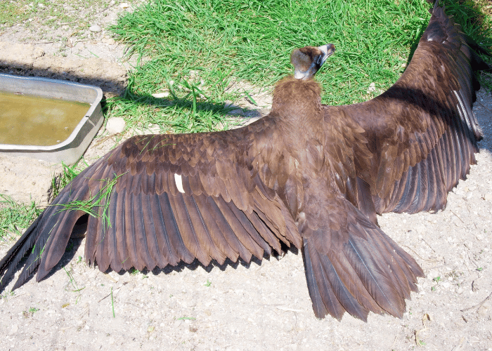 The lifeless body of the majestic eagle lay on the ground.