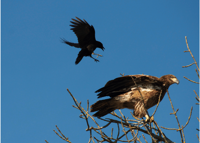 The eagle and the crow engaged in a fierce aerial battle.