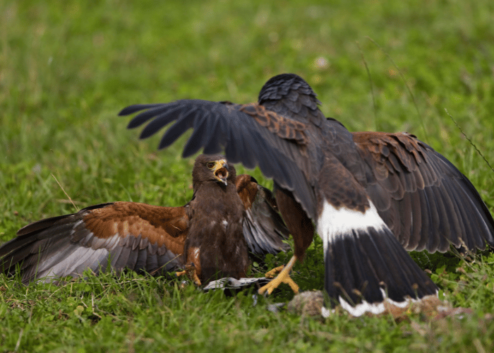 Two fierce hawks engage in an intense battle.