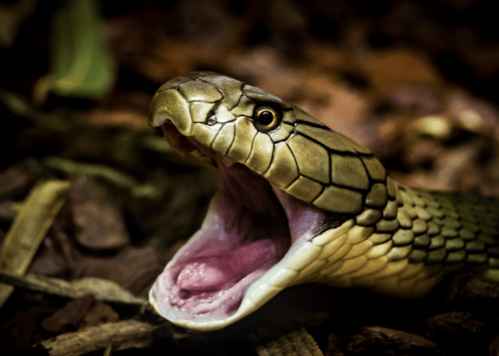 Beware of the snake's open mouth.