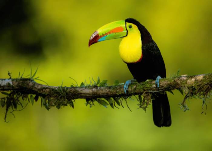 Toucans are tropical birds known for their large, colorful beaks.