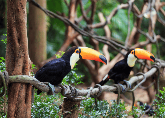 Toucans primarily live in the tropical rainforests.