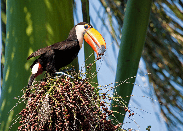 Toucans primarily feed on fruits
